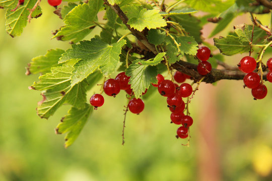 Currant on a branch 2