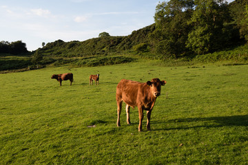 Herd of brown cows in Scottish Field