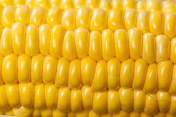 corn background