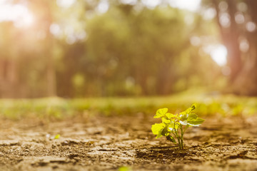 Young plant in the morning sun light for nature background
