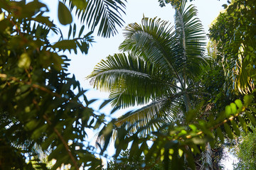 magical green leaf in rain forest