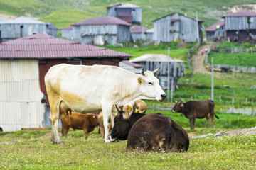 Cows in Georgia