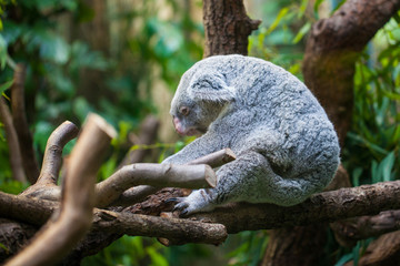 Koala im Baum