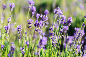 Obraz premium Lavender plants growing in a field
