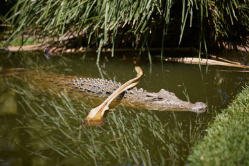Alligator or crocodile animals eyes closeup