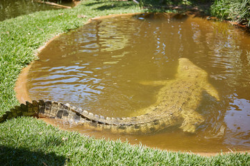 Alligator or crocodile animals from behing
