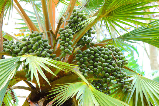 The Talipot Palm - Corypha Umbraculifera is one of the largest palms in the world. Natives have a wide range of uses for this palm, food, medicines and other commodities for their use from this trees.