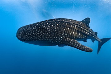 Fototapeta premium Whale Shark close up underwater portrait eating plancton