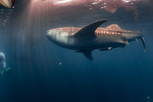 Whale Shark underwater approaching a scuba diver in Indonesia
