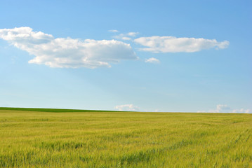 Obraz premium Field with green wheat (rye), cloudy sky, Ukraine