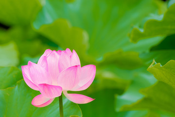Fototapeta premium The Lotus Flower.Background is the lotus leaf.Shooting location is Yokohama, Kanagawa Prefecture Japan.