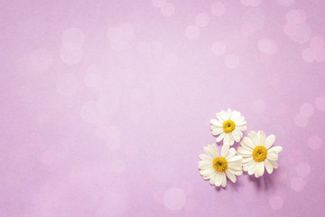 Purple background with camomiles and copy space. Flat layer, top view.