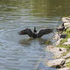canada goose      Branta canadensis