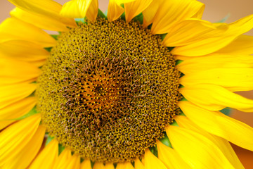 Closeup on sunflower disc florets