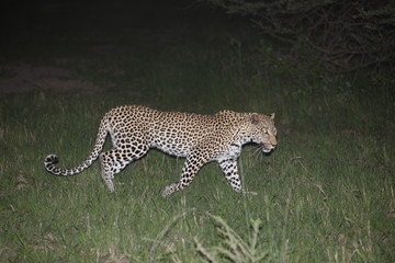 Leopard Kenya Africa savannah wild animal cat mammal