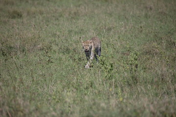 Leopard Kenya Africa savannah wild animal cat mammal