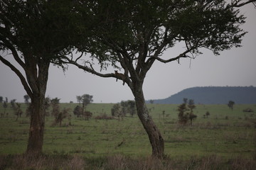 Leopard Kenya Africa savannah wild animal cat mammal