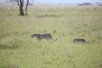 Leopard Kenya Africa savannah wild animal cat mammal