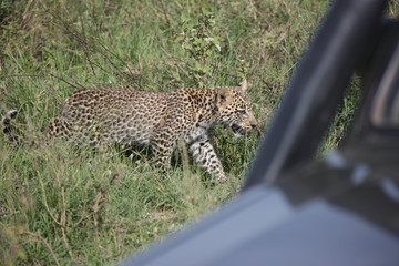 Leopard Kenya Africa savannah wild animal cat mammal