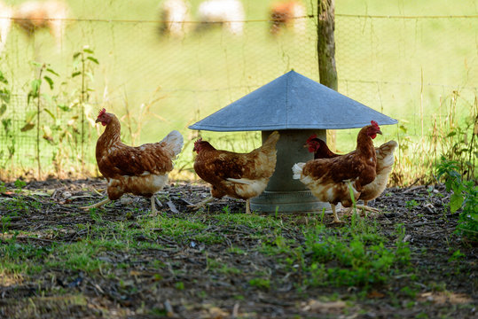 Poules pondeuse dans leur enclos 