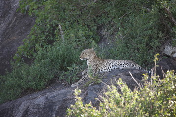 Leopard Kenya Africa savannah wild animal cat mammal