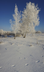 Winter forest fields and trees in the snow blue sky