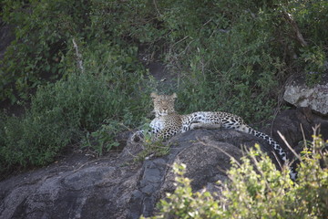 Leopard Kenya Africa savannah wild animal cat mammal