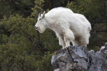 Obraz na płótnie Canvas mountain goat on rock ledge