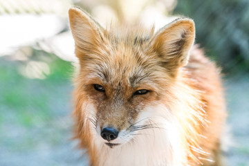 Kleiner Rotfuchs spitzt die Ohren