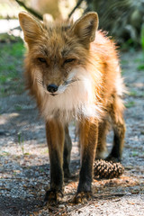 Kleiner Fuchs mit aufgestellten Ohren