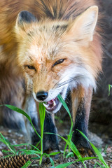 Fuchs im Wald frisst Gras