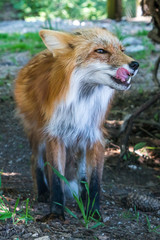 Kleiner Rotfuchs mit ausgestreckter Zunge