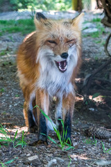 Müder Fuchs im Wald gähnt und zeigt Zähne