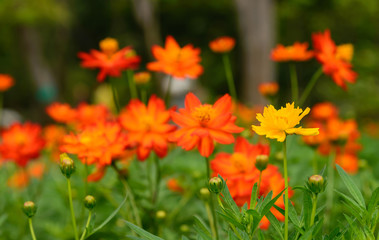 Beautiful Cosmos flowers, yellow and orange cosmos flowers 