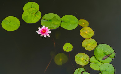 blossom lotus flower in thailand pond; focus on flower