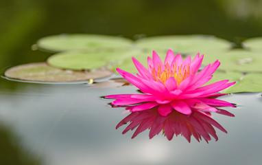 blossom lotus flower in thailand pond; focus on flower