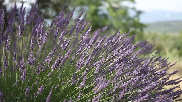 Lavendel