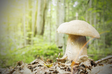White mushroom growing in autumn forest.