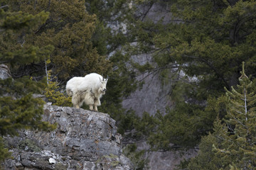 mountain goat on rock ledge