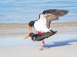 Pied Oystercatchers Mating