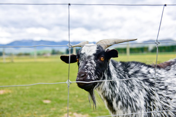Funny goat looking from the fence, New Zealand