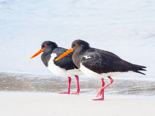 Pied Oystercatcher Pair