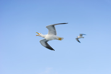 Fliegende Möwen