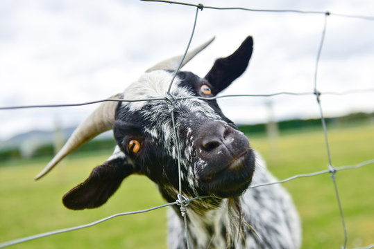 Funny goat looking from the fence, New Zealand