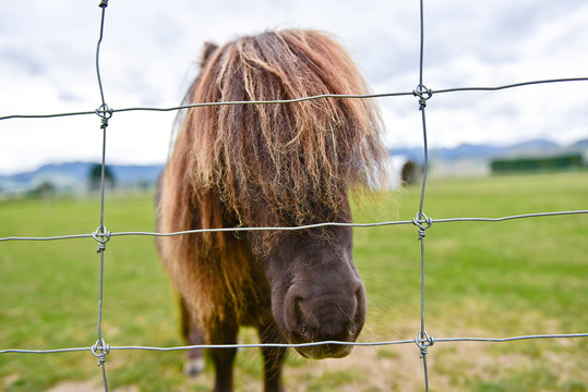 Cute pony with funny hairstyle behind fence, New Zealand farm