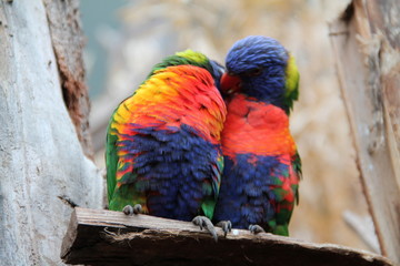Perroquets multicolores