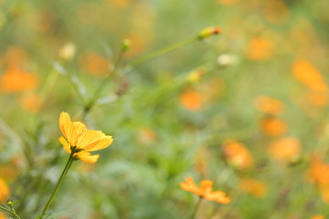 Orange flower with nature background