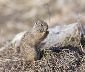 Uinta ground squirrel out of burrow in early spring