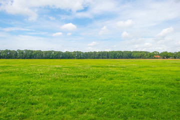 Field below a blue cloudy sky in summer