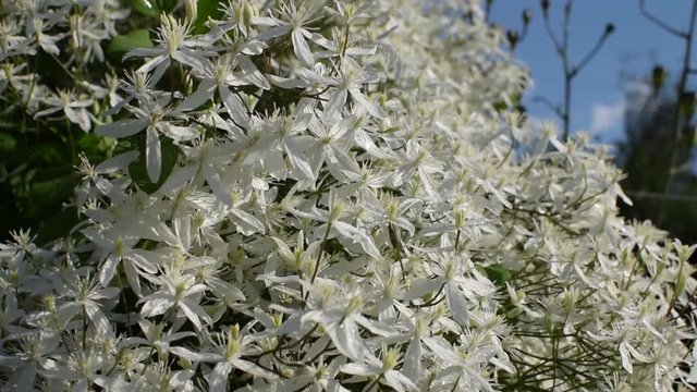Large beautiful white clematis like a cloud. Erect clematis or Clematis recta in windy summer day